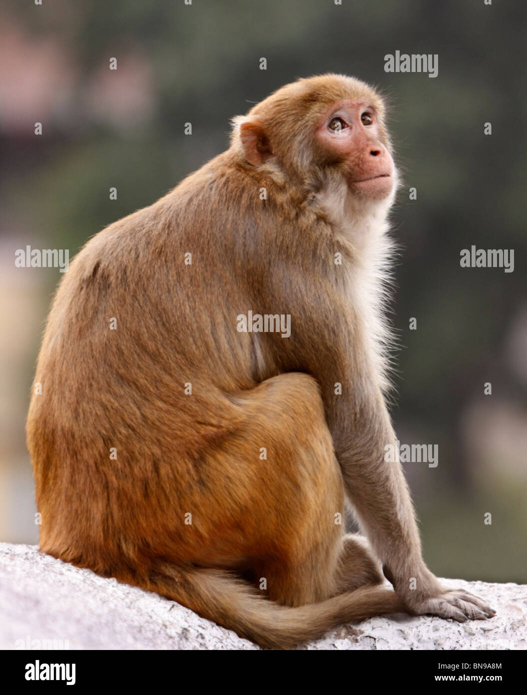 Monkey seduto su di una roccia. Foto Stock