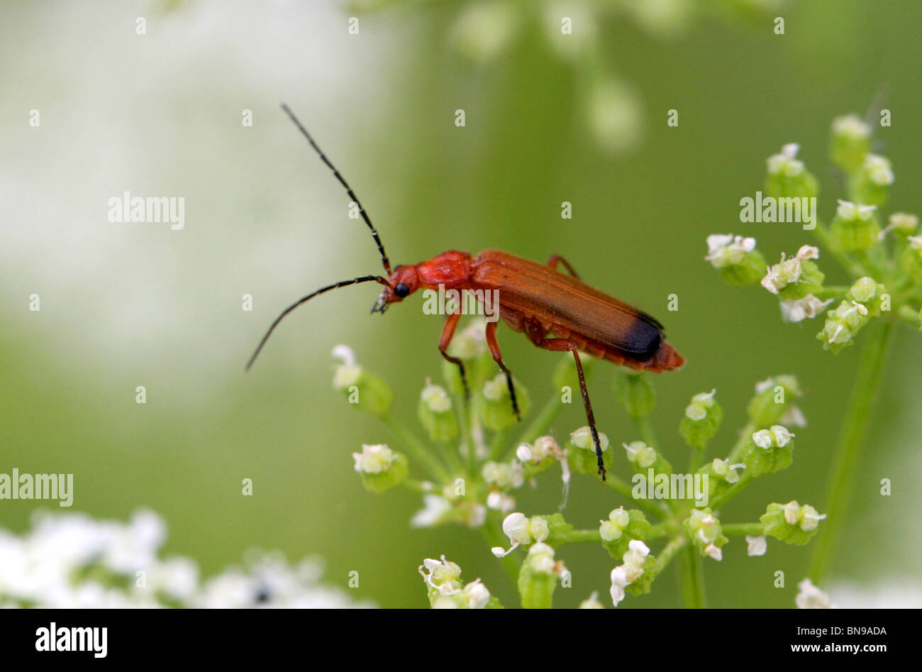 Comune soldato rosso Beetle, Rhagonycha fulva, Cantharidae. Foto Stock