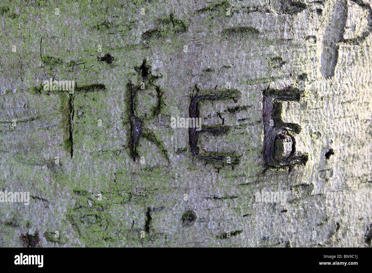 Corteccia scolpito su un Hyde Park tree, Westminster, London, W2. Foto Stock