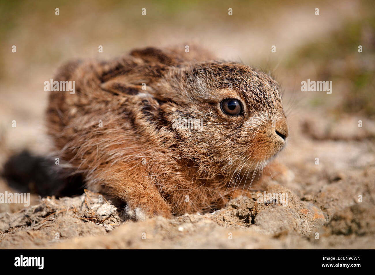 Brown HareBrown leveret lepre; Lepus capensis; Suffolk Foto Stock