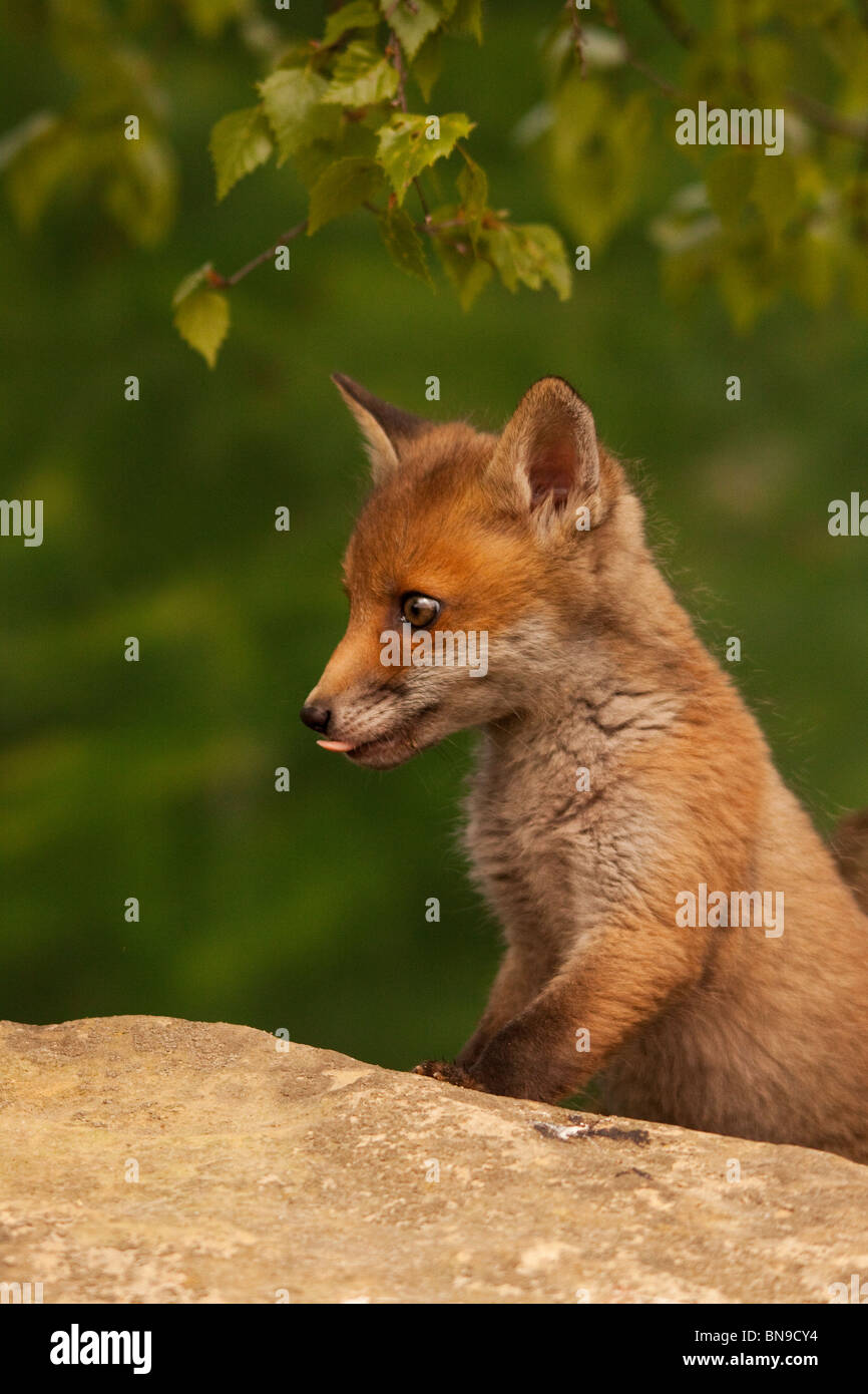 Una volpe Cub giocare con altri due cuccioli in un gioco di inseguimento e hide & seek. Foto Stock