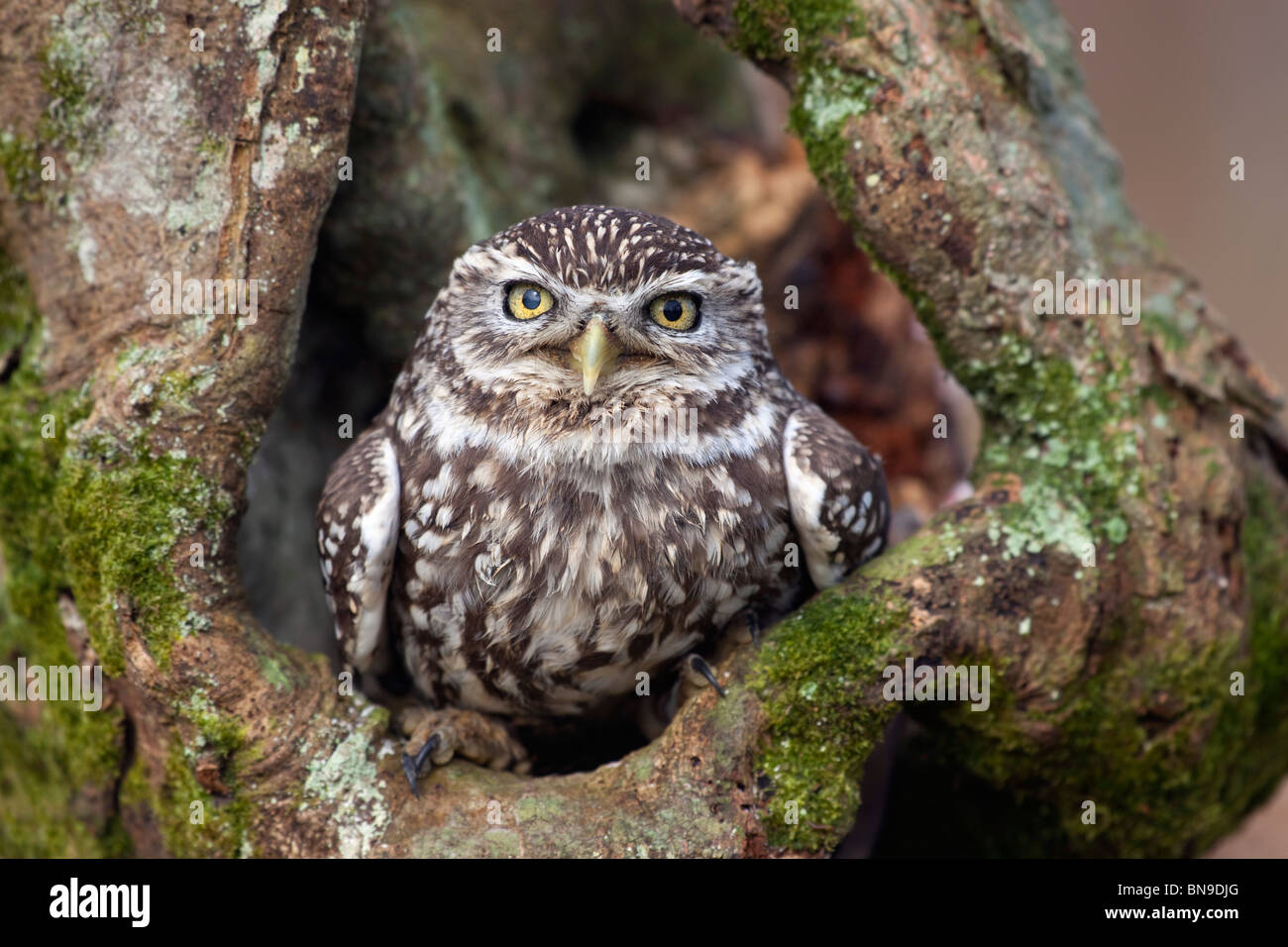 Piccolo gufo; Athene noctua; sul ramo di albero Foto Stock