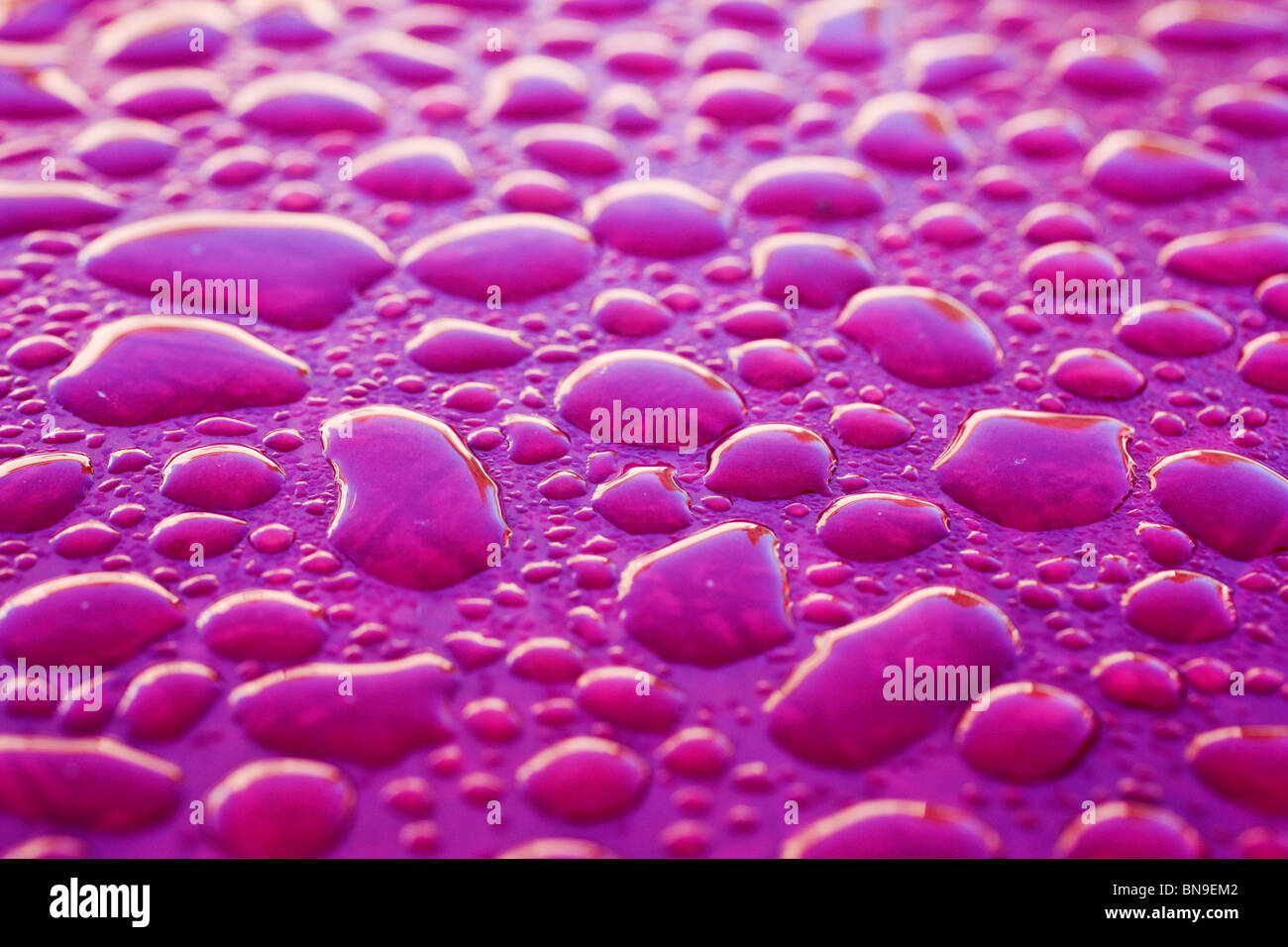Close up macro fotografia di gocce di pioggia su una tabella di colore viola Foto Stock