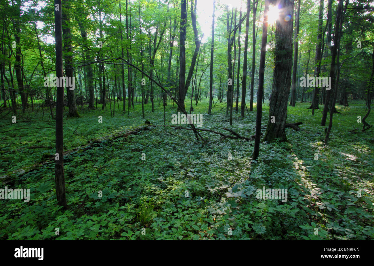 Foresta di Bialowieza, Polonia Foto Stock