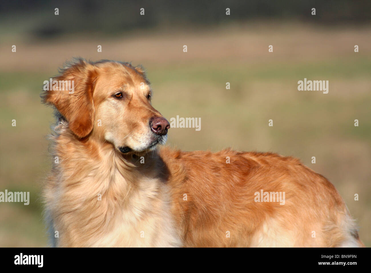 Il Golden Retriever Foto Stock