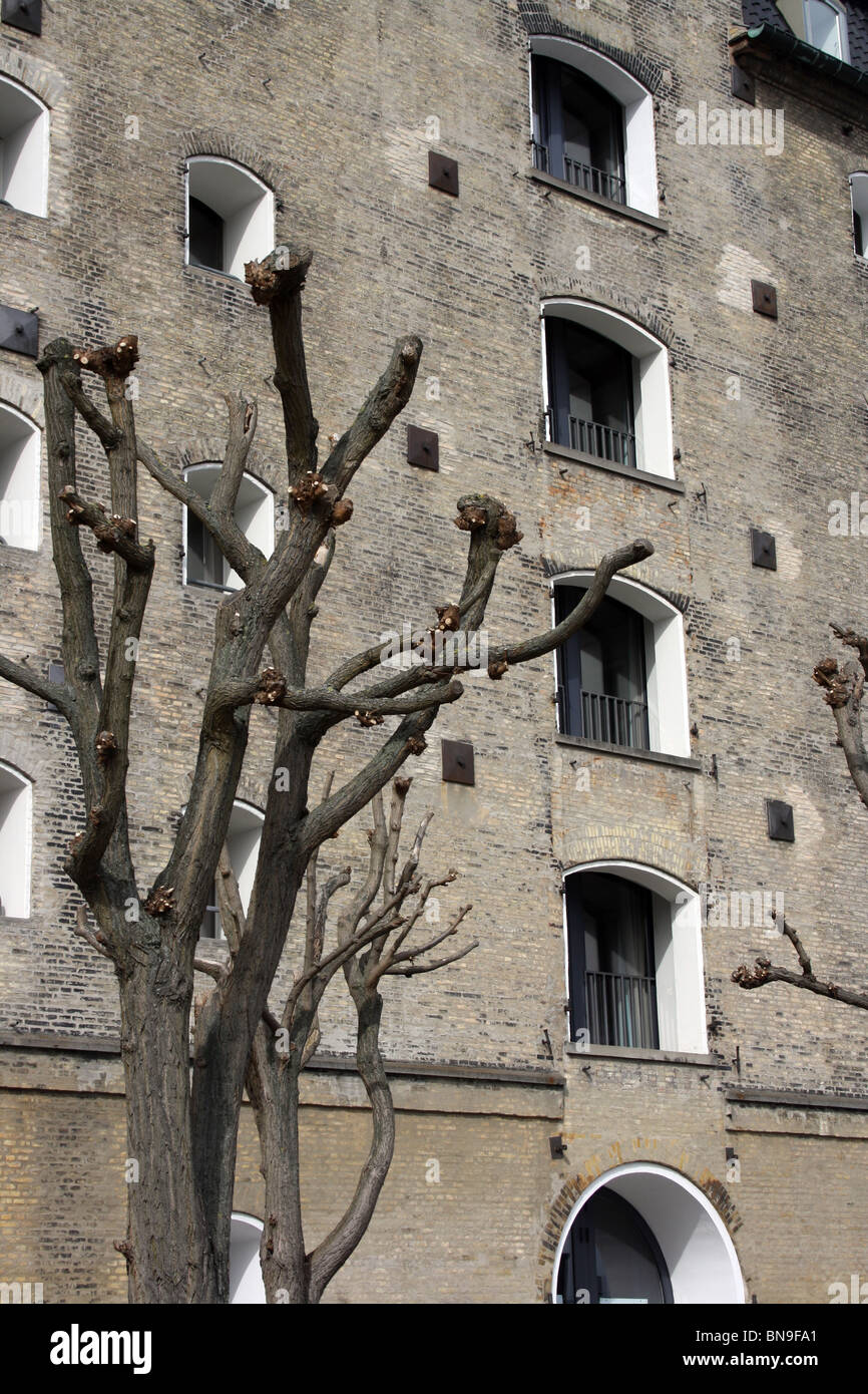 Copenhagen Admiral Hotel e pesantemente pollarded alberi. Foto Stock