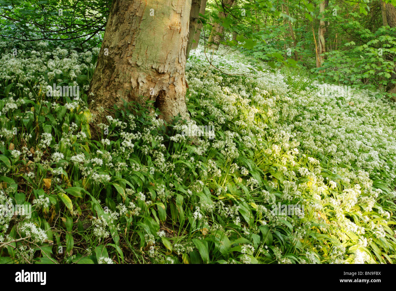 Ramsoms (Allium usrsinum) bosco su pavimento in legno bassa, segala Dale vicino a Helmsley. Chiamato anche aglio selvatico. Foto Stock