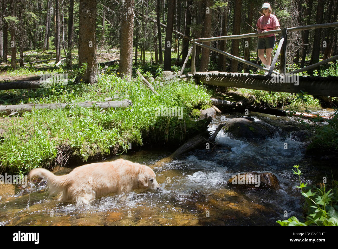 Un cane e il suo proprietario femmina pausa durante una escursione lungo il sud Fooses Creek, Sawatch Range, montagne rocciose, Colorado, STATI UNITI D'AMERICA Foto Stock