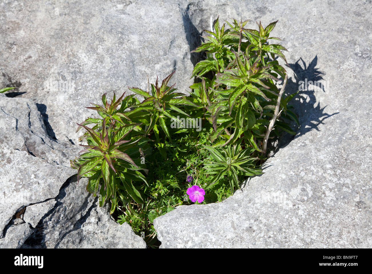 Vegetazione che cresce in una fessura nella roccia su The Burren, Co. Clare, Irlanda Foto Stock