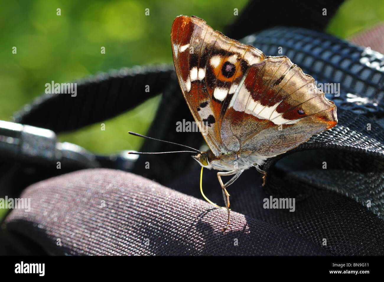 Viola imperatore (Apatura iris) aspirazione di sali minerali da uno zaino Foto Stock