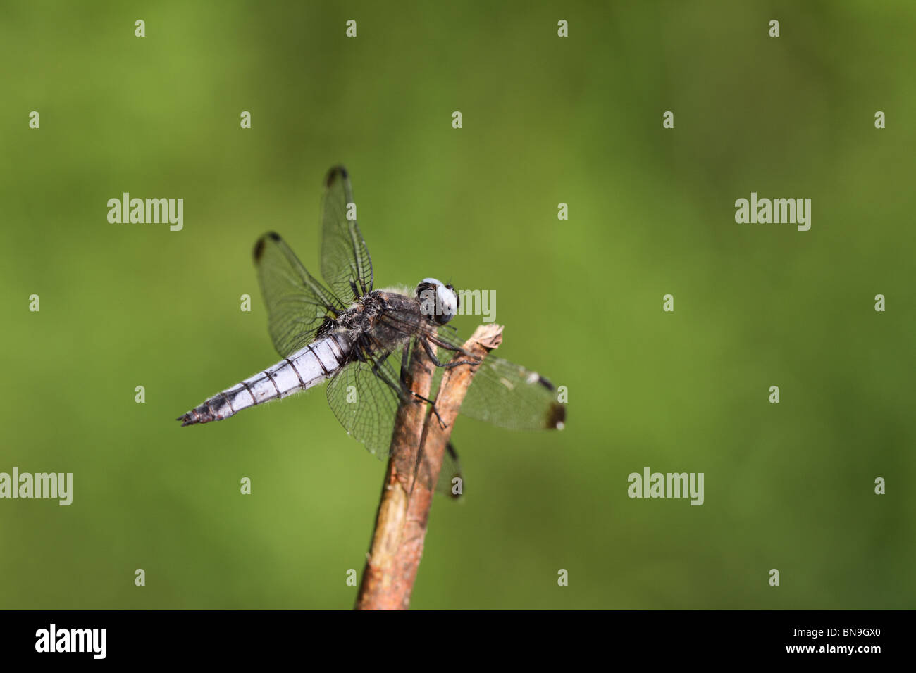 Scarsa Chaser (Libellula fulva) Foto Stock