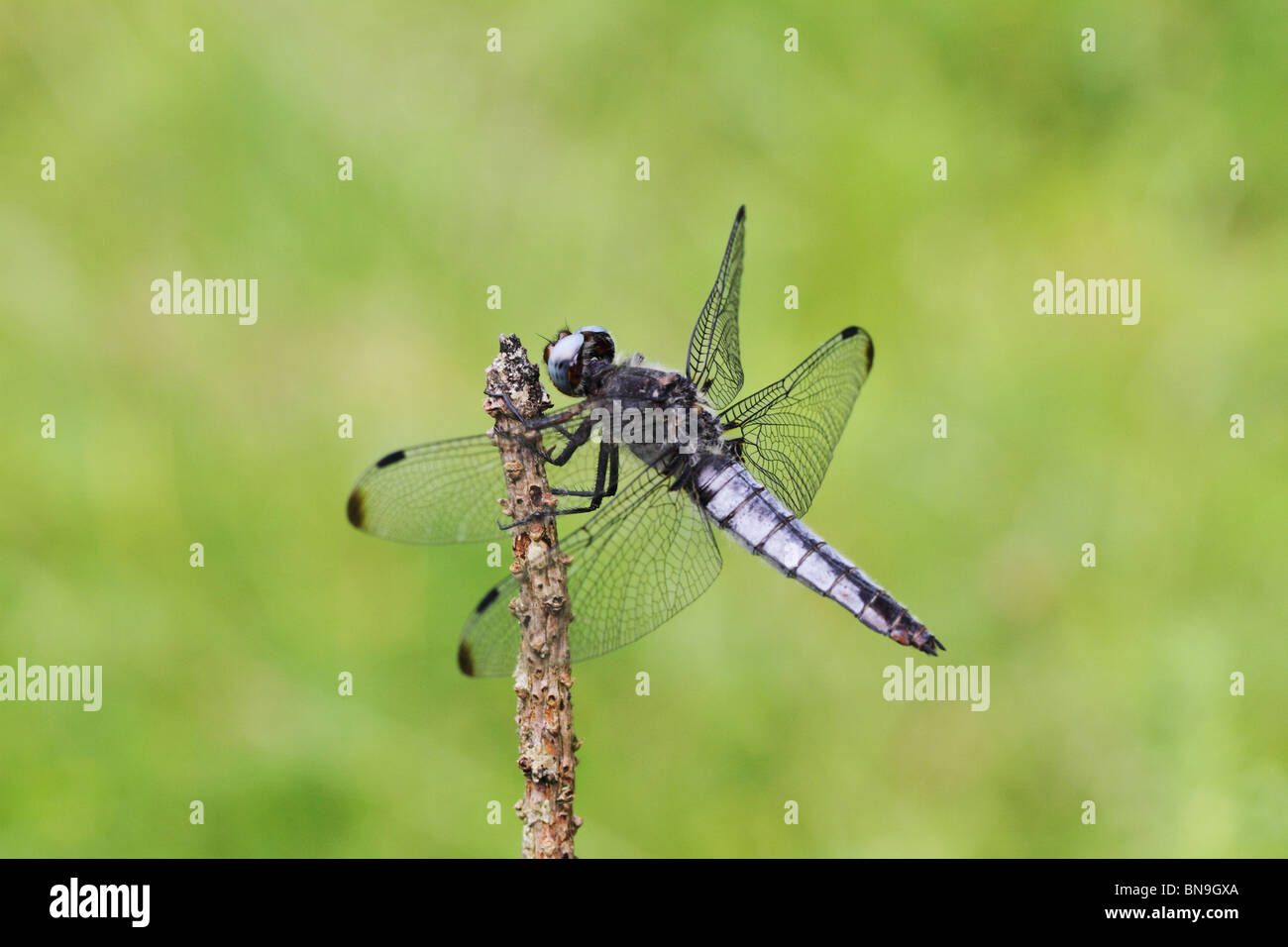 Scarsa Chaser (Libellula fulva) Foto Stock