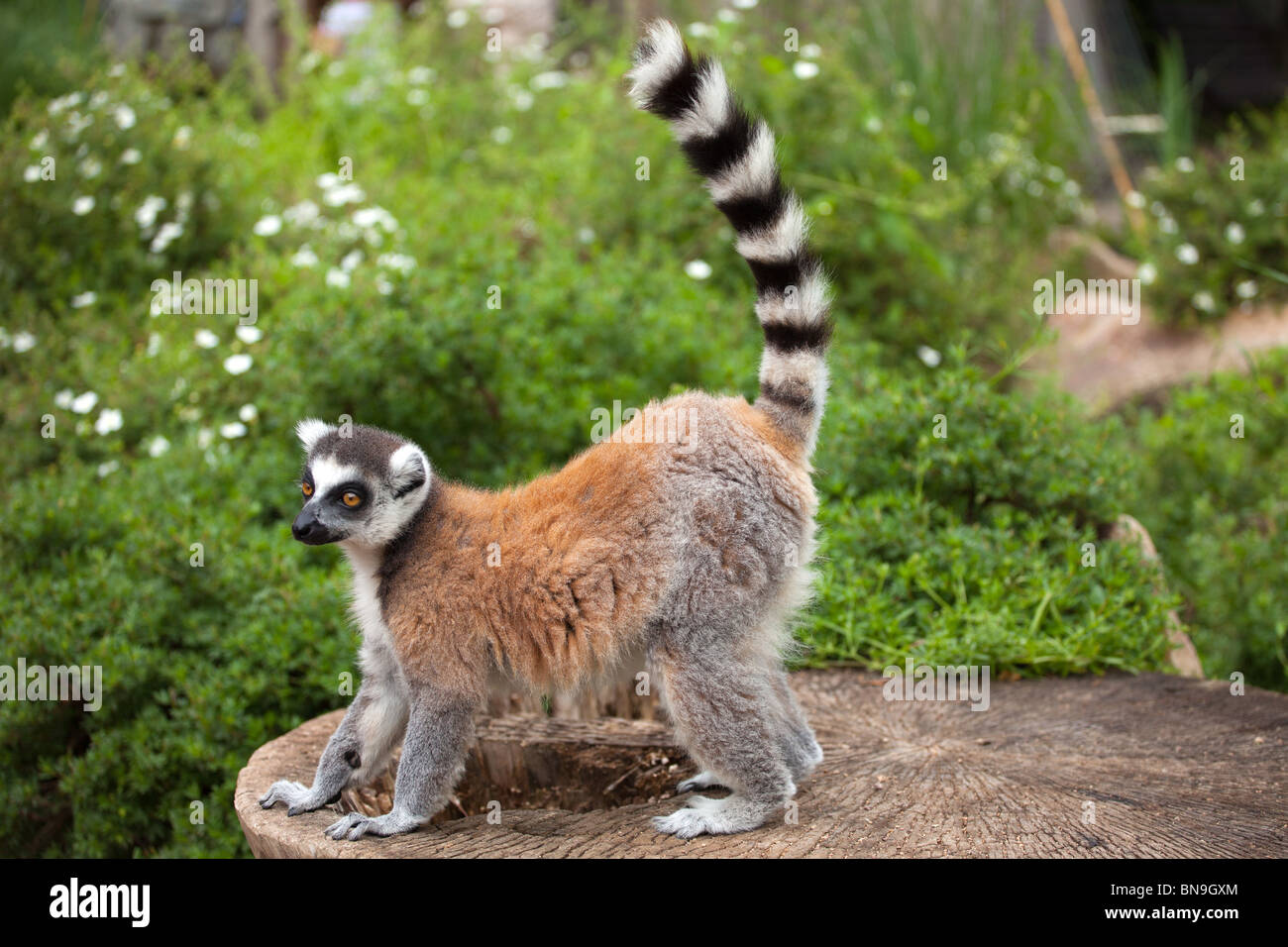 lemure allo zoo Foto Stock