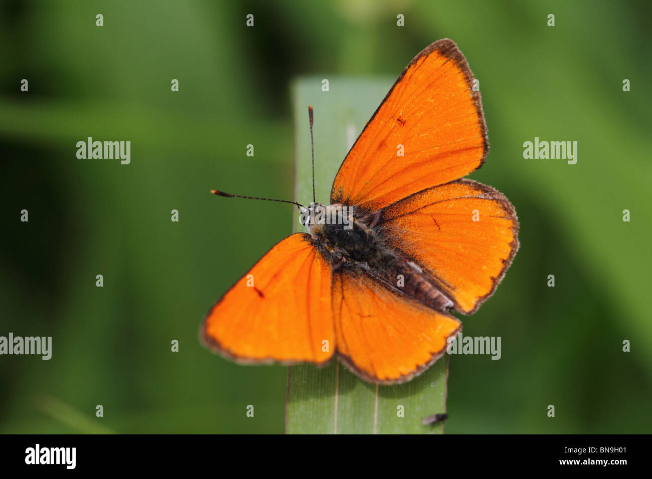 Rame di grandi dimensioni (Lycaena dispar) Foto Stock