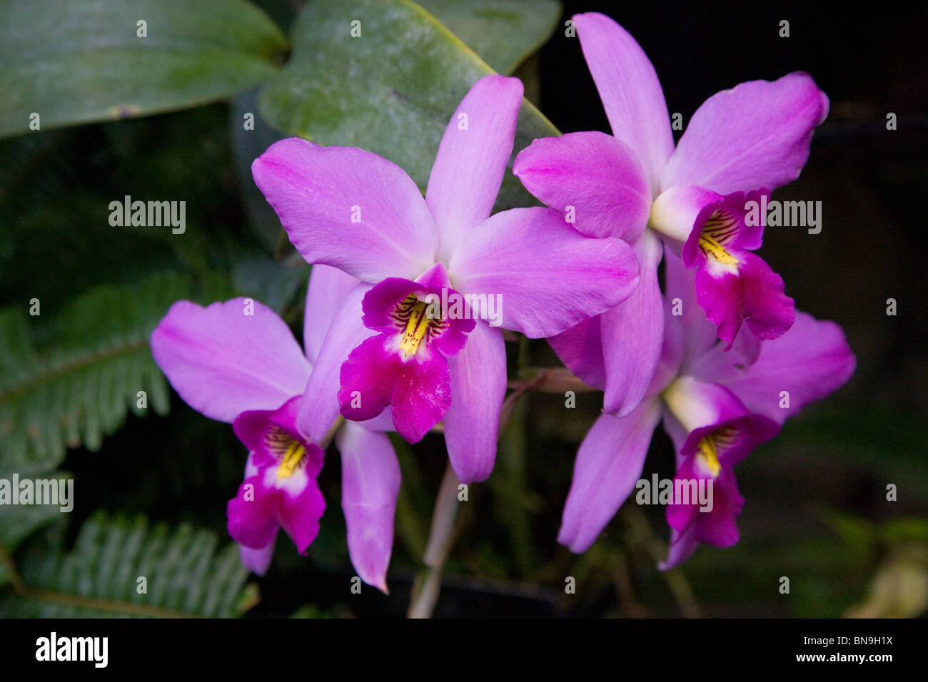 Cattalia Orchid, Longwood Gardens, ex Du Pont country estate, Kennett Square, Pennsylvania, STATI UNITI D'AMERICA Foto Stock