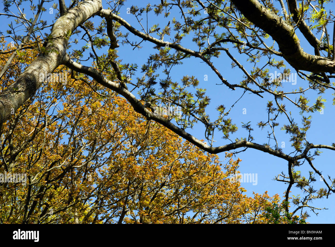 Gli alberi di entrata in foglia di molla Foto Stock