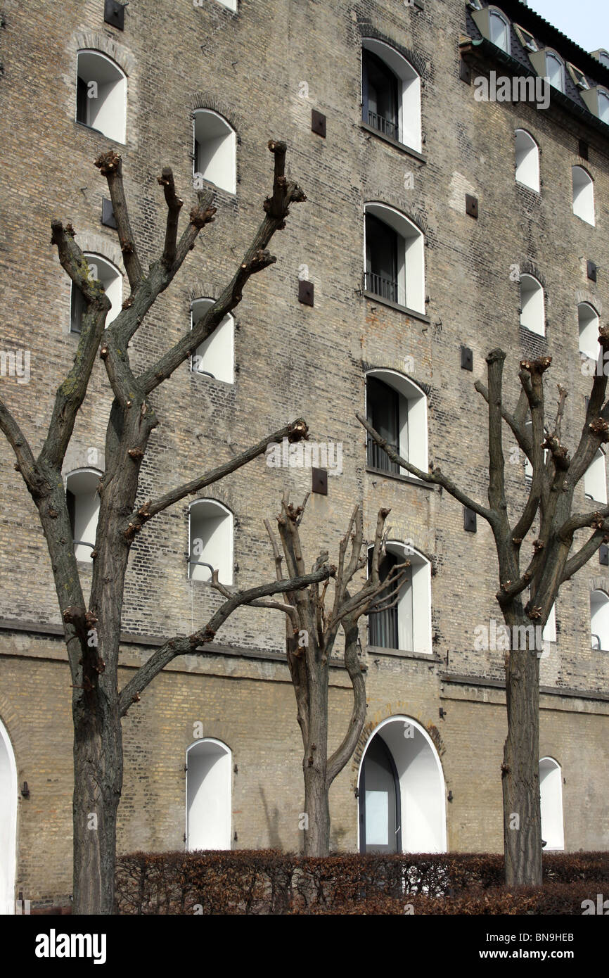 Copenhagen Admiral Hotel e pesantemente pollarded alberi. Foto Stock