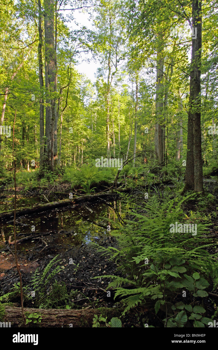 Alder carr in Bialowieza, Polonia orientale Foto Stock