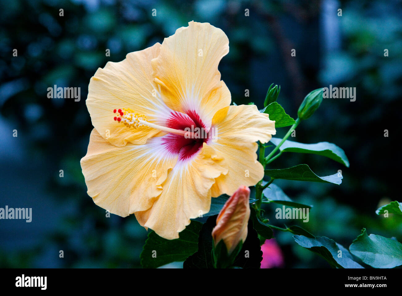 Hibiscus, Longwood Gardens, ex Du Pont country estate, Kennett Square, Pennsylvania, STATI UNITI D'AMERICA Foto Stock