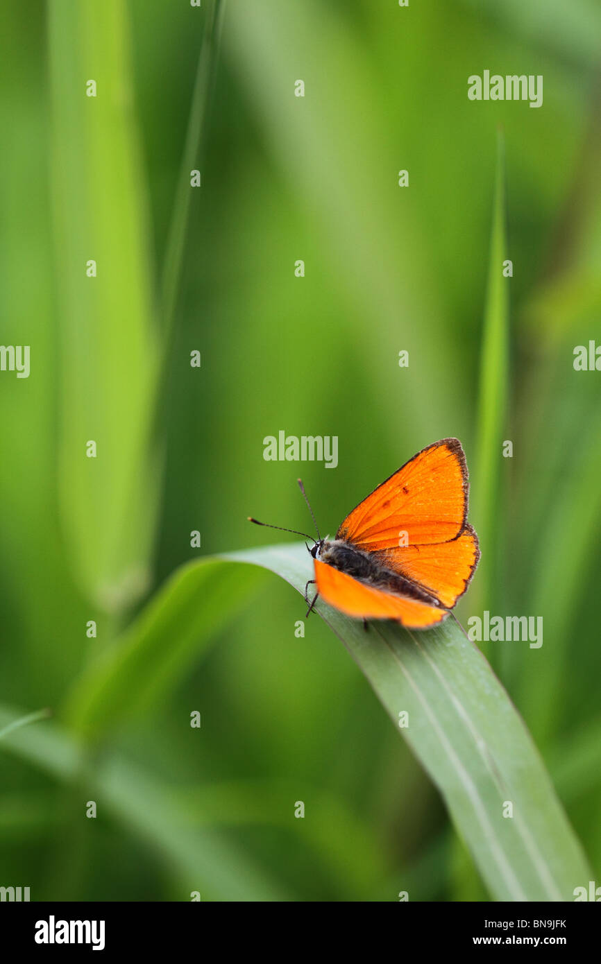 Rame di grandi dimensioni (Lycaena dispar) Foto Stock