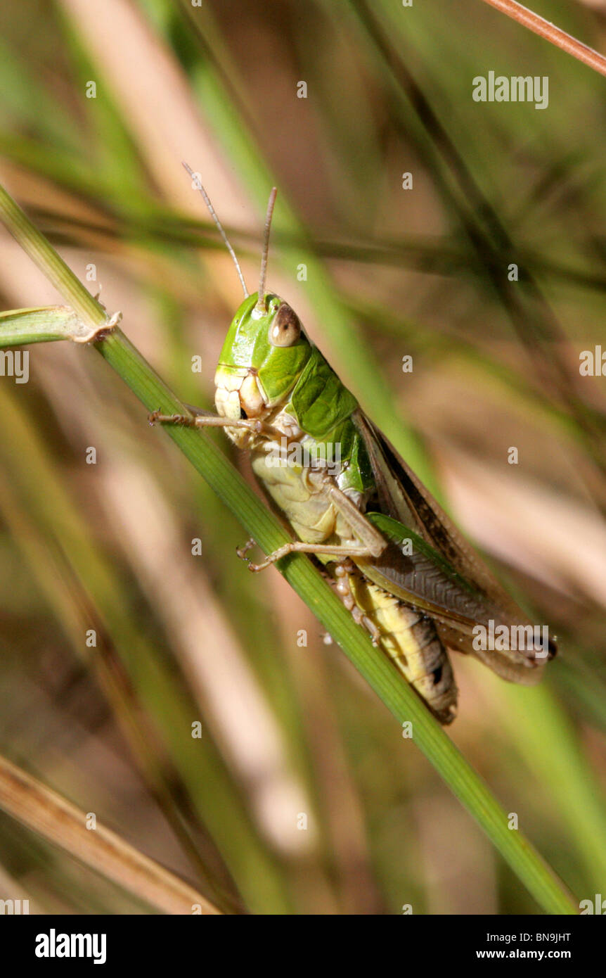 Prato Grasshopper, Chorthippus parallelus, Acrididae, Ortoterri Foto Stock