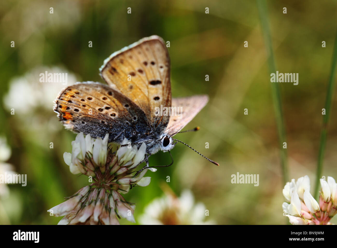 Viola-shot di rame (Lycaena alciphron) Foto Stock