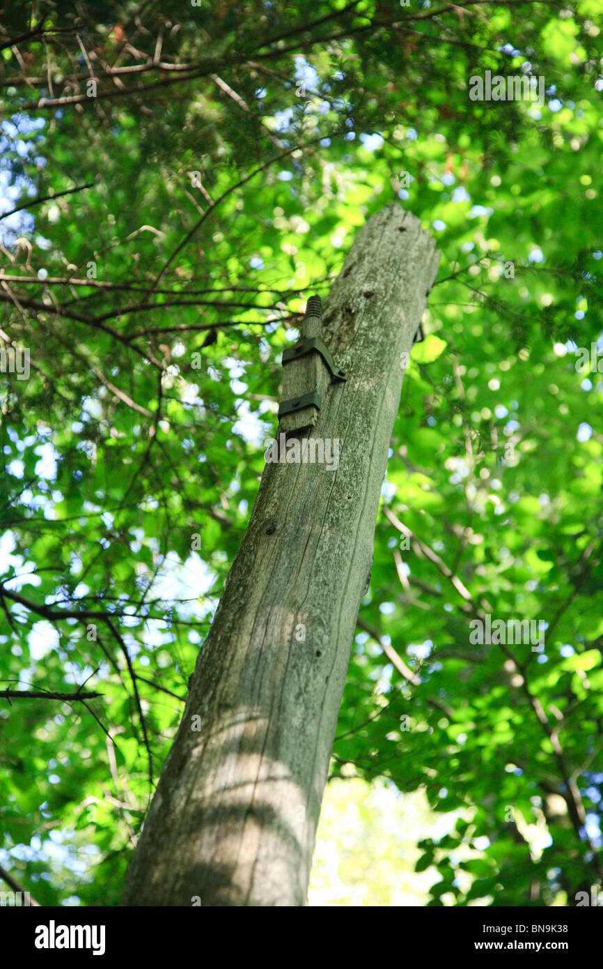 Mount Carrigain - old telephone pole lungo la cresta del segnale Trail nelle White Mountains, New Hampshire USA. Foto Stock