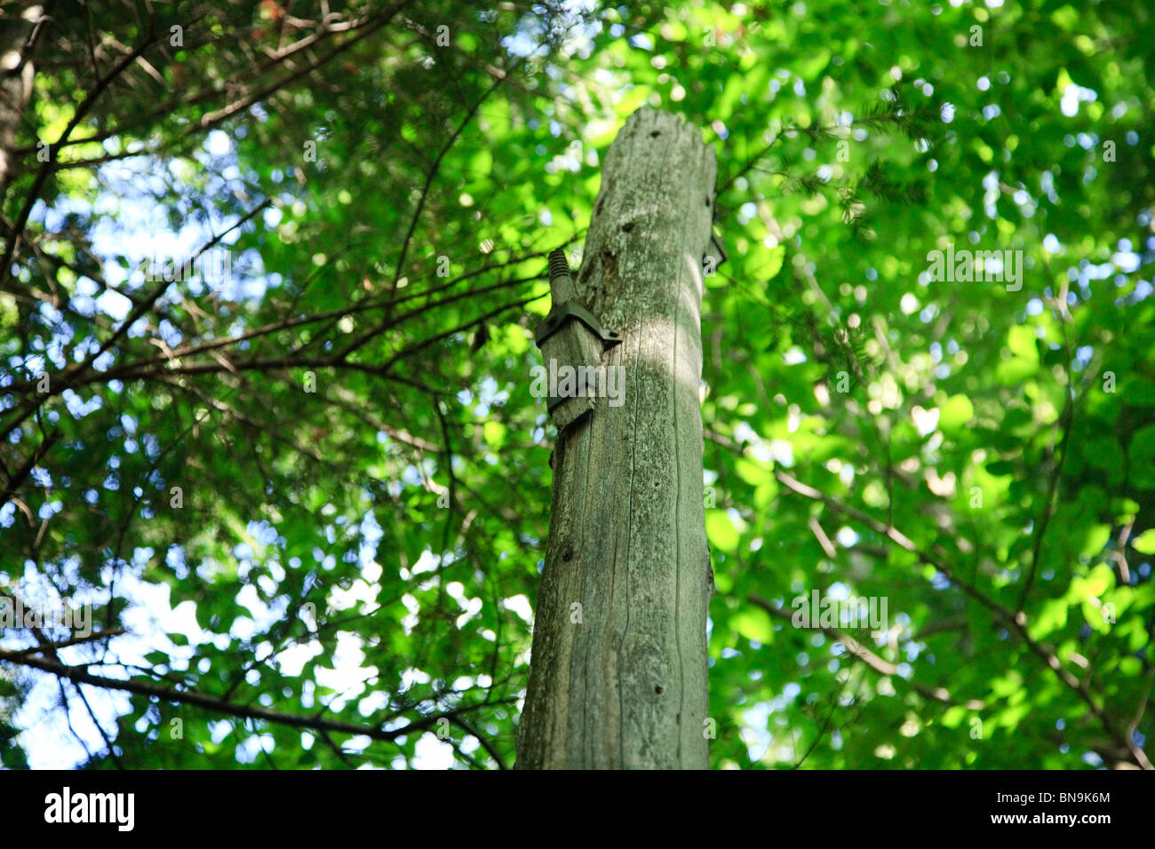 Mount Carrigain - old telephone pole lungo la cresta del segnale Trail nelle White Mountains, New Hampshire USA. Foto Stock