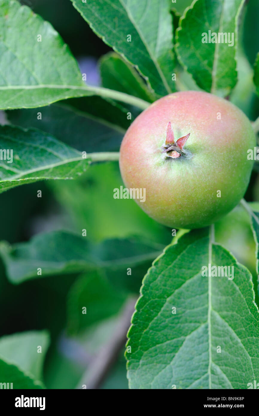 Verde Inglese eatiing apple, con un rosso arrossire, che cresce su un albero Foto Stock