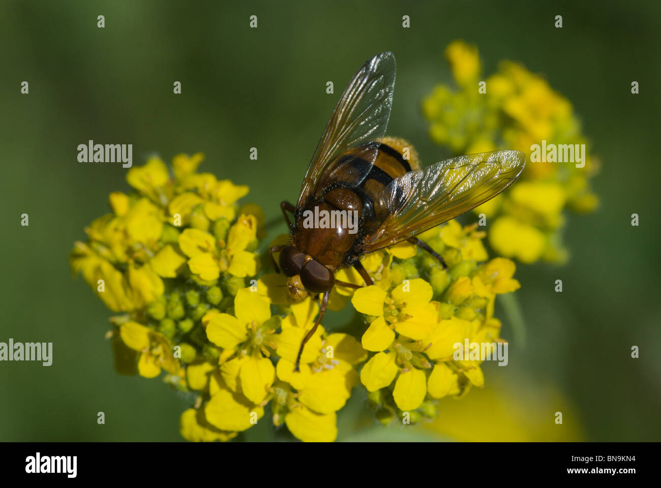 Volucella zonaria, Hoverfly wasp imitare. Foto Stock