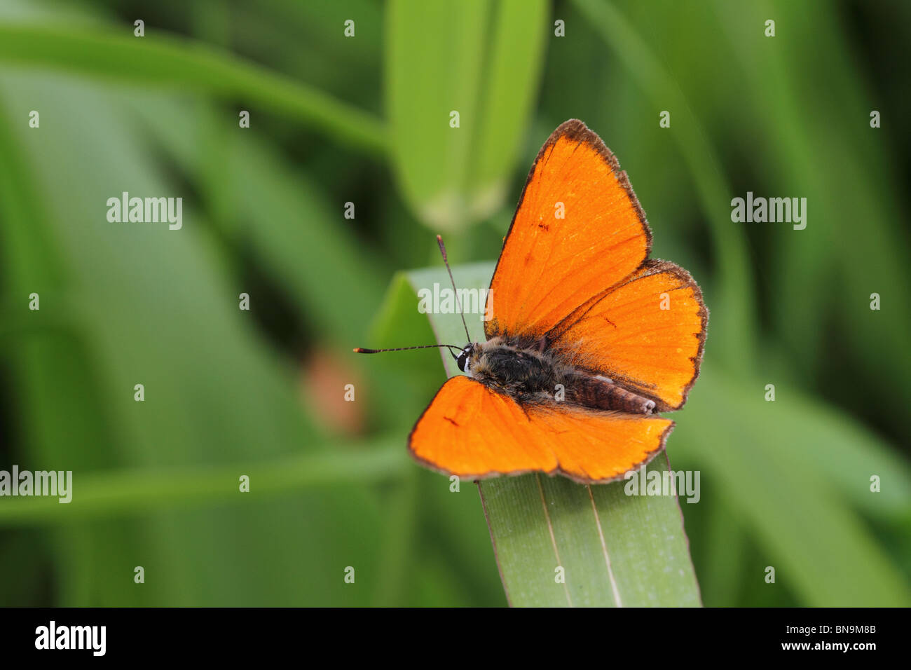 Rame di grandi dimensioni (Lycaena dispar) Foto Stock