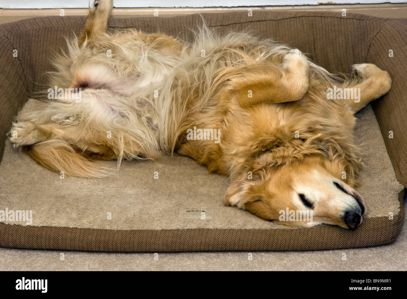 Il Golden Retriever cane dorme sul suo indietro nella sua Orvis cane Foto Stock