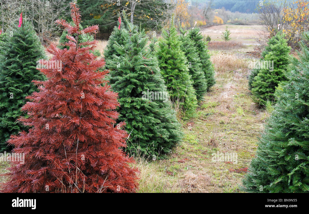 Rosso albero di Natale in piedi fuori dalla folla dal verde di alberi di Natale. Foto Stock