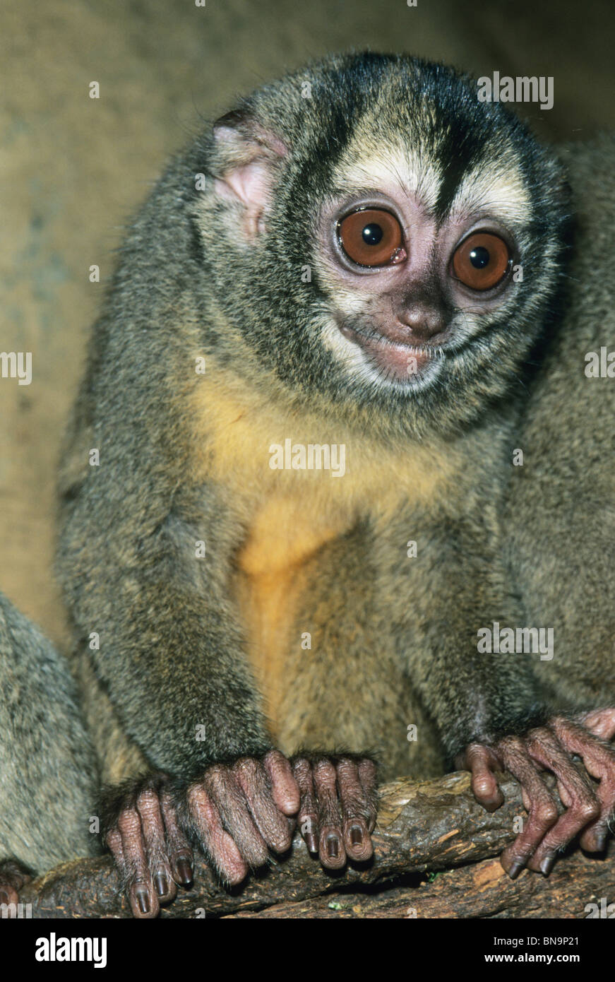 Notte di scimmia, (Aotus specie), la notte la scimmia è anche noto come il gufo monkey e sono animali notturni, captive. Foto Stock