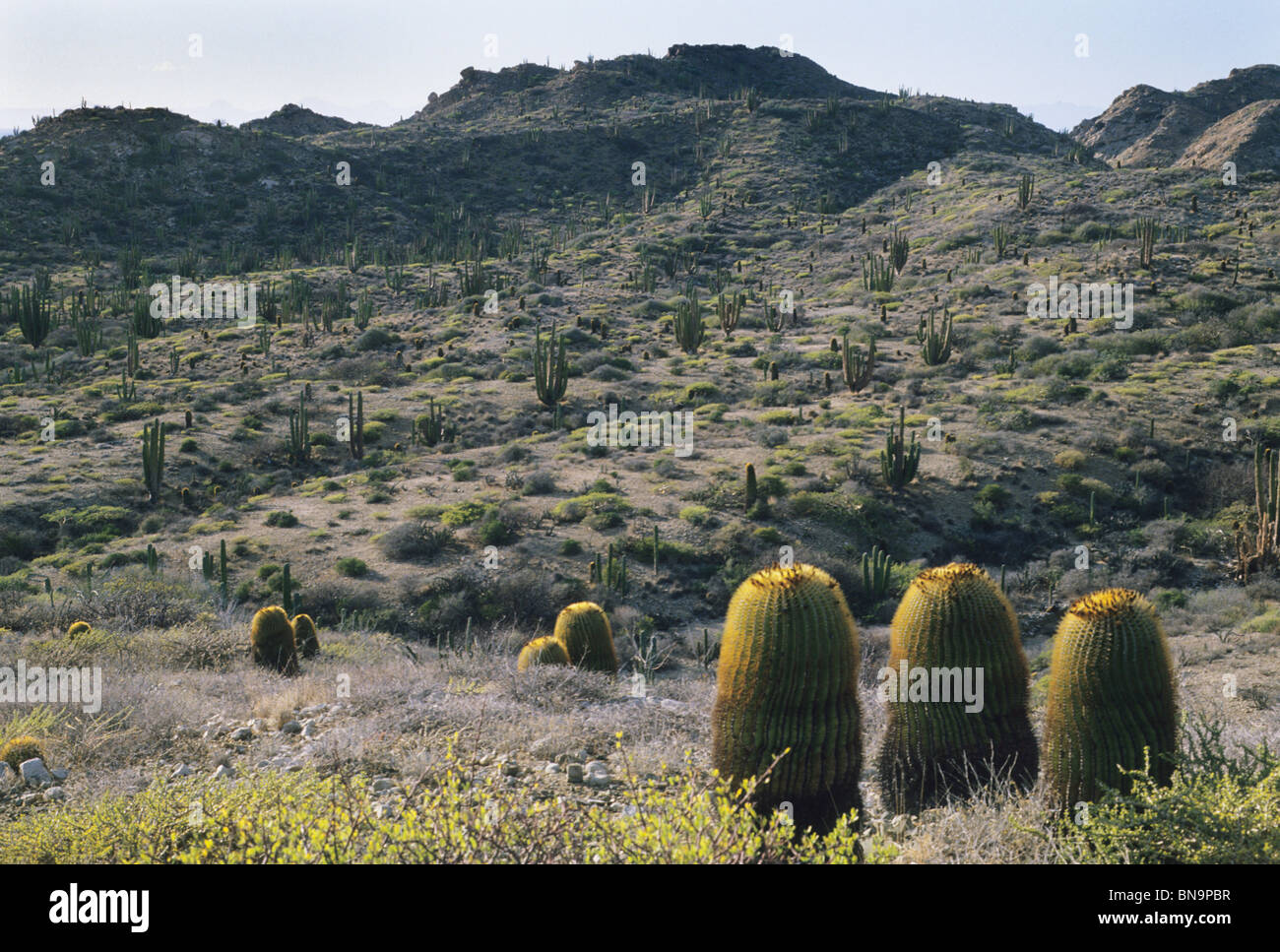 Messico, cactus giganti, canna, (Ferrocactus diguetii), endemica, Isola di Santa Catalina, Baja California, Messico Foto Stock