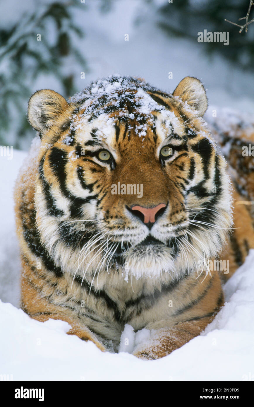 Tigre Siberiana, (Panthera tigris altaica), in via di estinzione. CAPTIVE Foto Stock