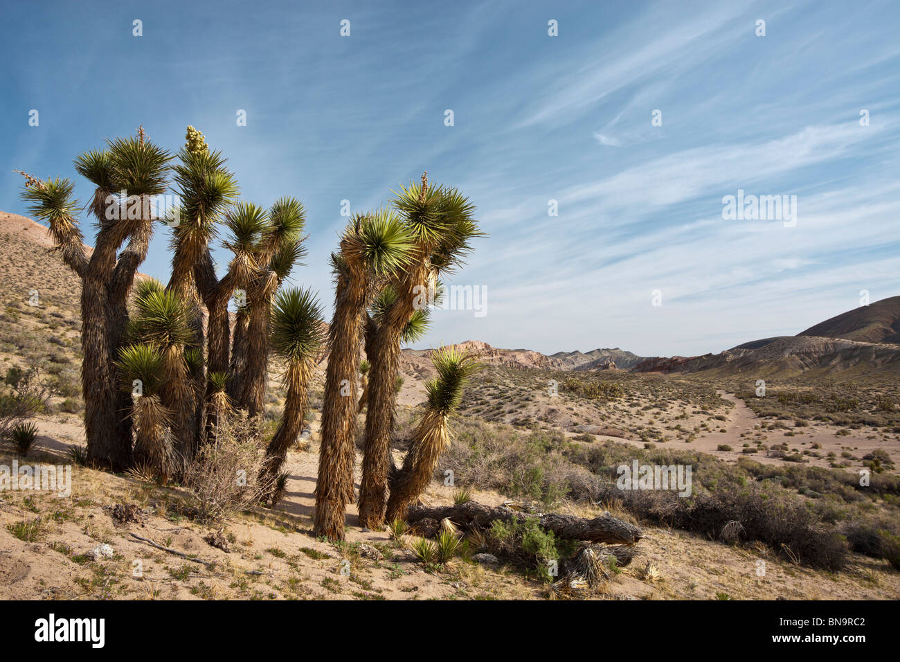 Un cluster di alberi di Joshua (Yucca brevifolia) nel deserto di Mojave. Foto Stock