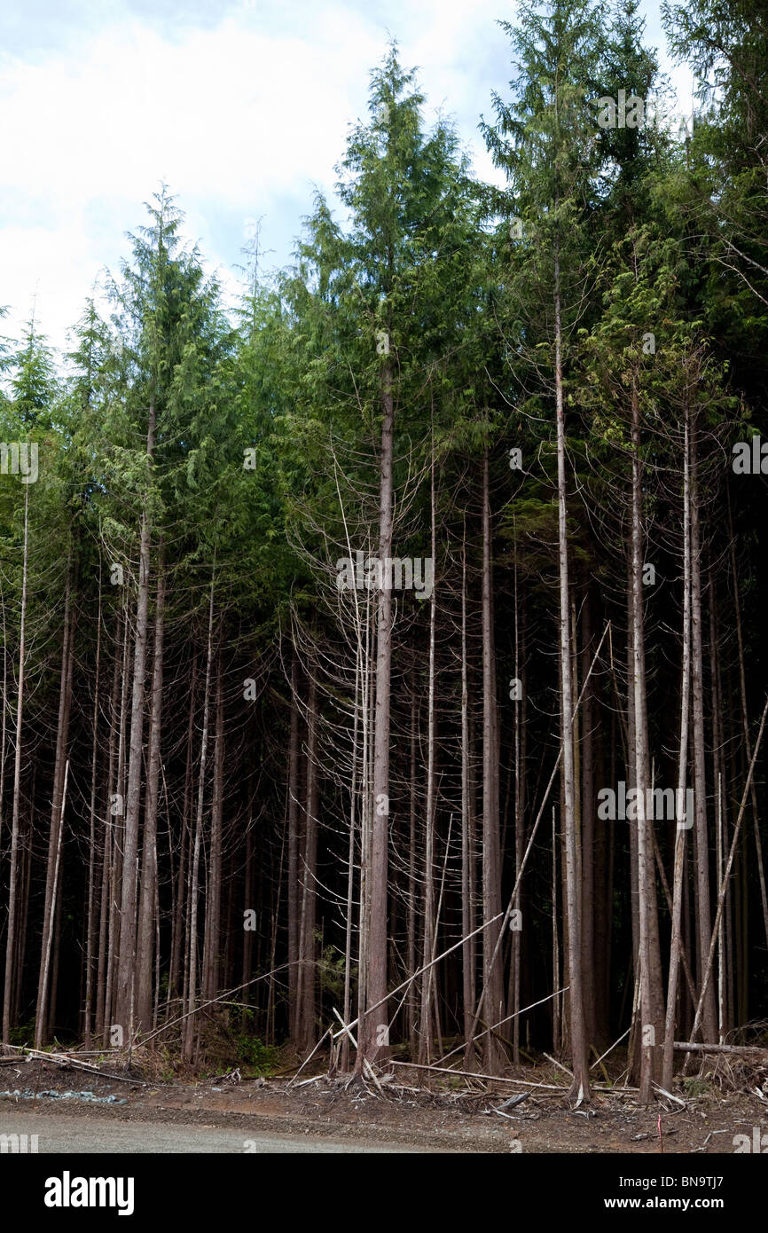 Forest,chiara definizione, il concetto di danno ambientale Foto Stock