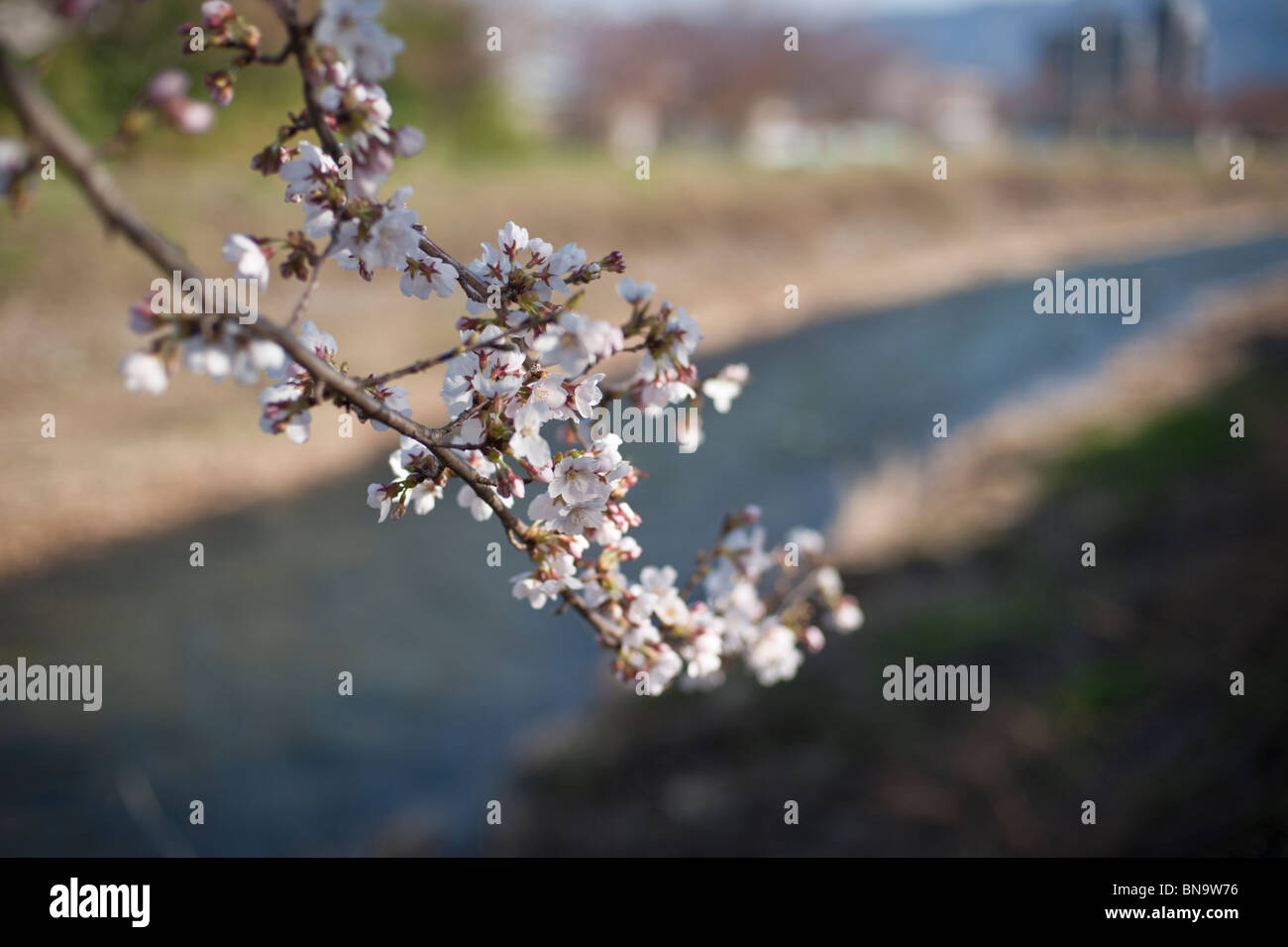 A branch of flowering cherry, or sakura, in front of a typical river in a small town in Japan. Foto Stock