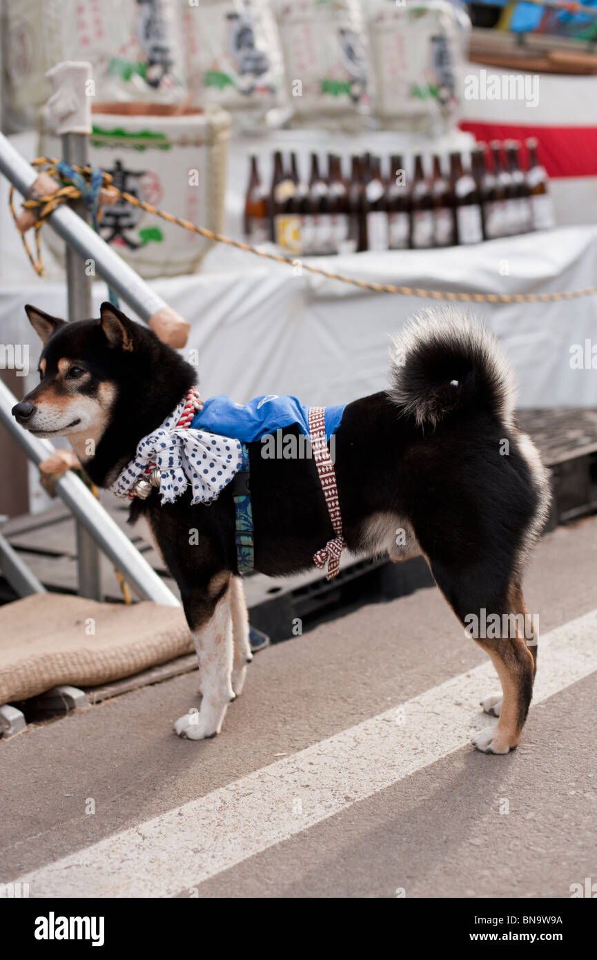 Un cane giapponese è vestito per il festival di Onbashira da una zelante proprietario locale e attende pazientemente da motivi di stand. Foto Stock