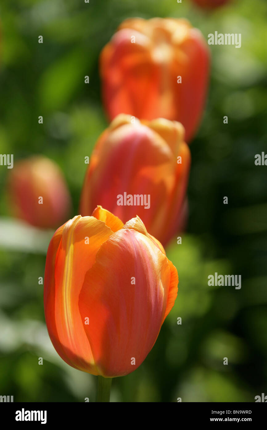 Stonyford Cottage Gardens, Inghilterra. Chiudere la molla vista di arancione e tulipani gialli in piena fioritura a Stonyford Cottage Gardens. Foto Stock