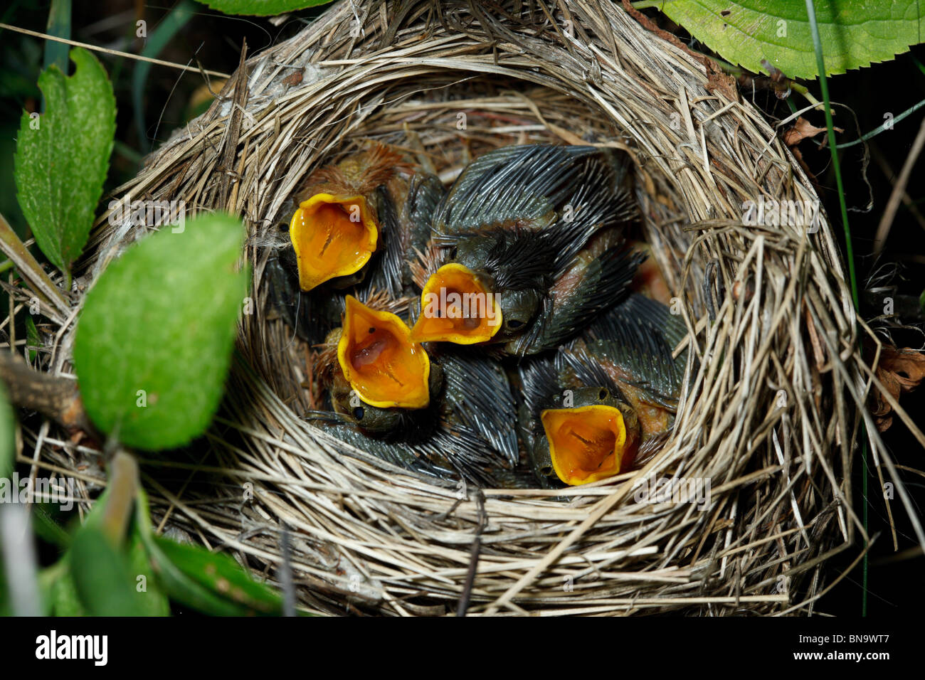 Nido di una palude trillo (Acrocephalus palustris) con uccelli baby nella natura. Foto Stock