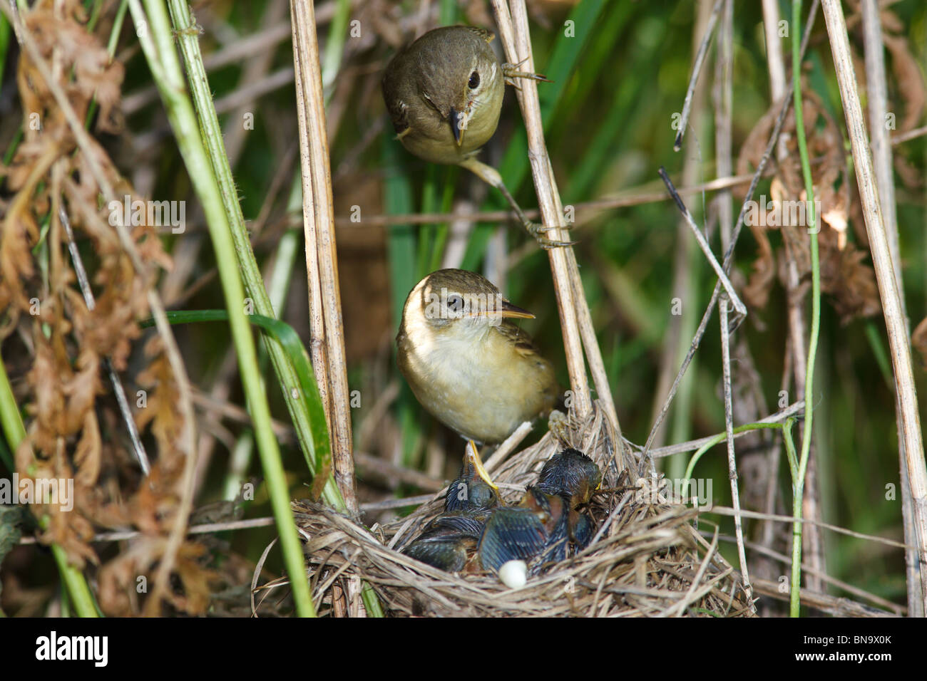 Nido di una palude trillo (Acrocephalus palustris) con uccelli baby nella natura. Foto Stock
