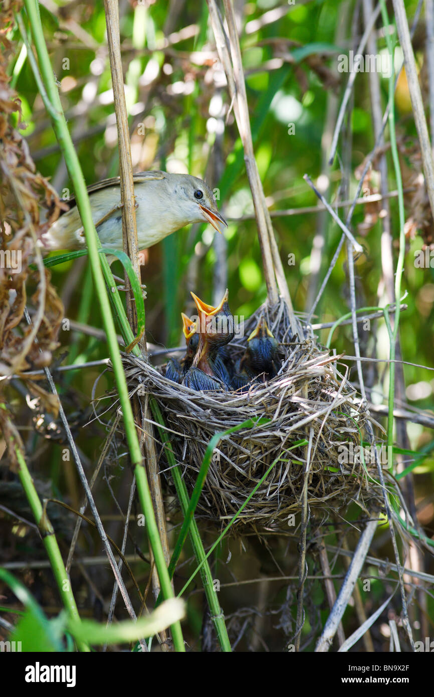 Nido di una palude trillo (Acrocephalus palustris) con uccelli baby nella natura. Foto Stock