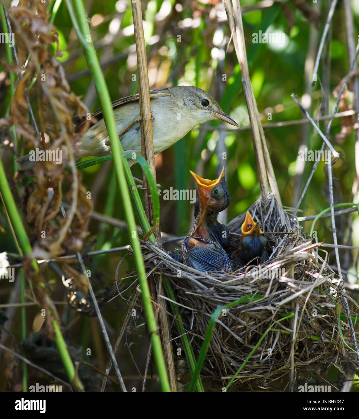 Nido di una palude trillo (Acrocephalus palustris) con uccelli baby nella natura. Foto Stock