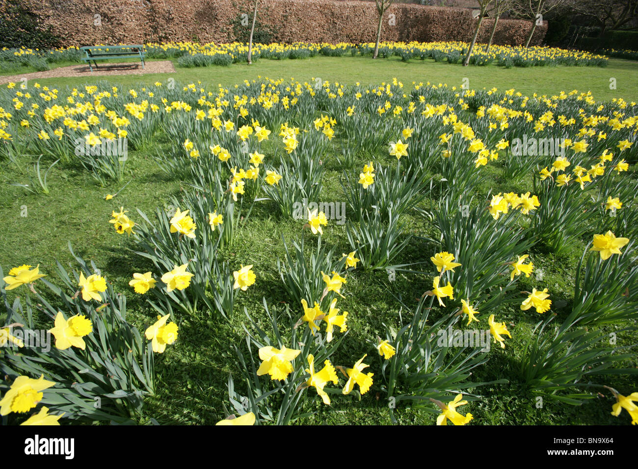 Walkden giardini, Vendita, Inghilterra. Una massa di narcisi in piena fioritura di Walkden giardini Campo di speranza. Foto Stock