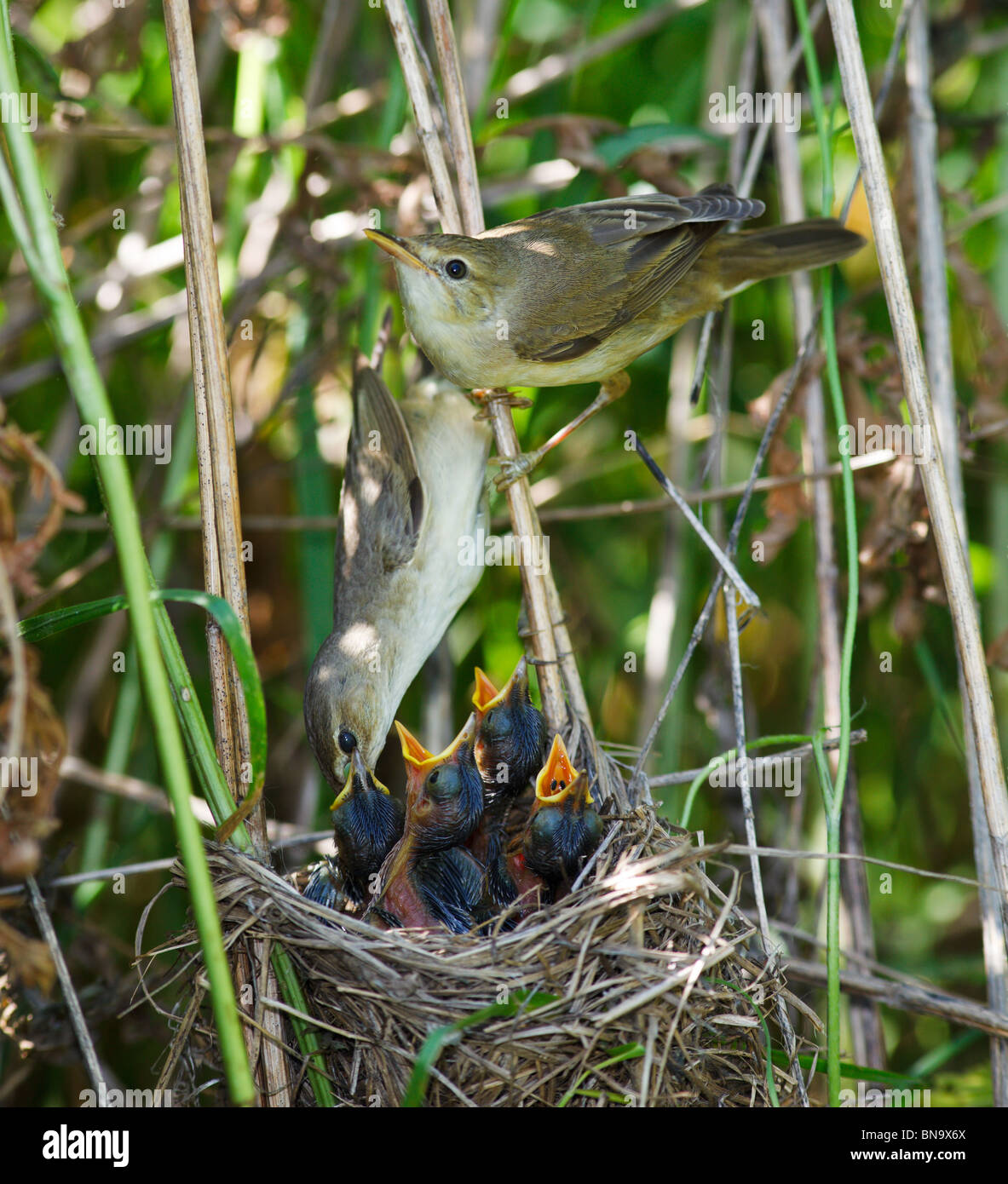 Nido di una palude trillo (Acrocephalus palustris) con uccelli baby nella natura. Foto Stock