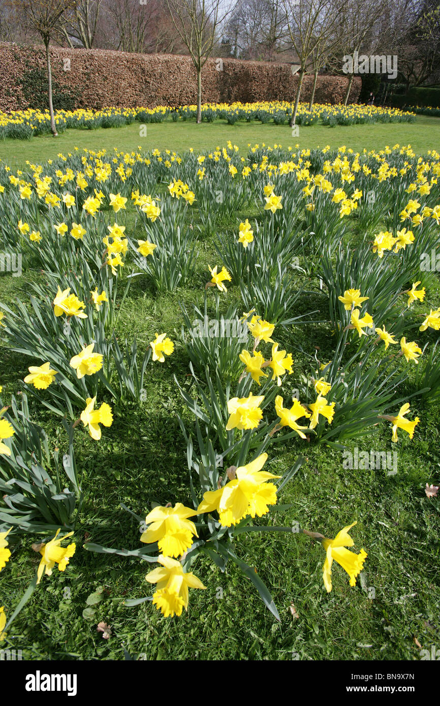 Walkden giardini, Vendita, Inghilterra. Una massa di narcisi in piena fioritura di Walkden giardini Campo di speranza. Foto Stock