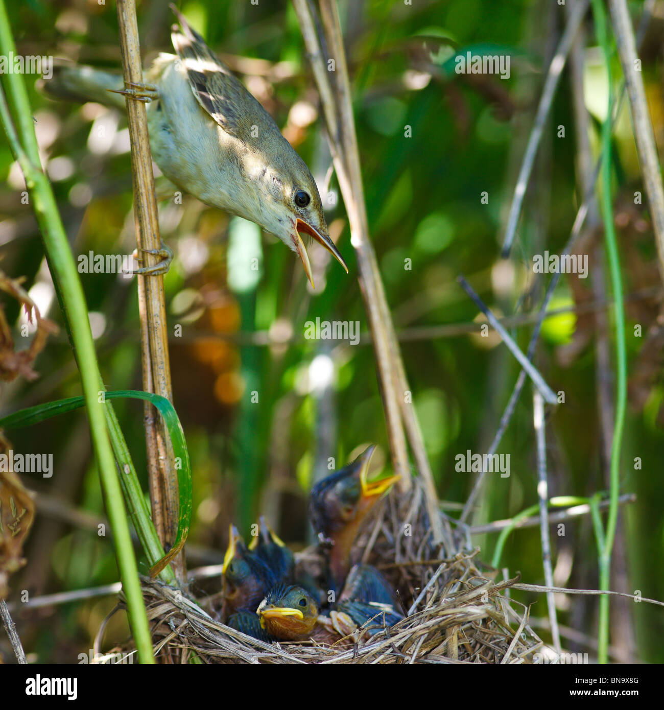 Nido di una palude trillo (Acrocephalus palustris) con uccelli baby nella natura. Foto Stock