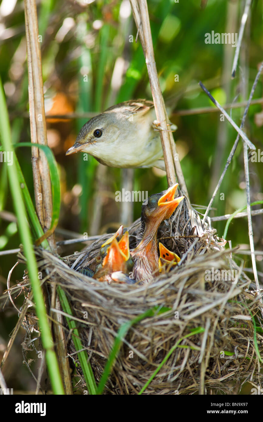 Nido di una palude trillo (Acrocephalus palustris) con uccelli baby nella natura. Foto Stock